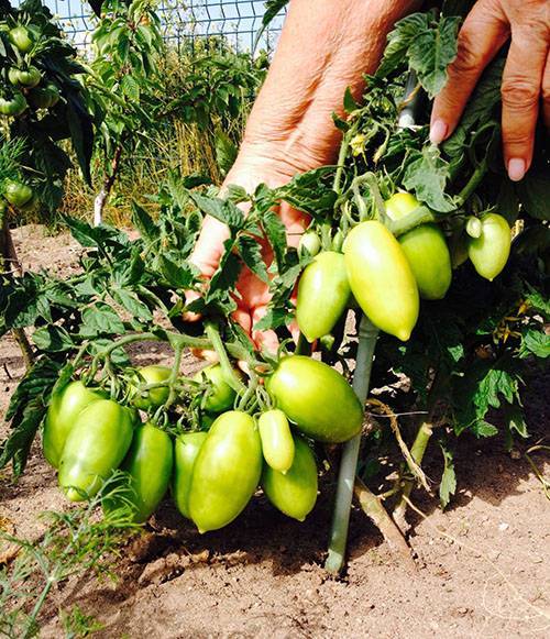 Описание и характеристики томата сорта челнок, урожайность и выращивание