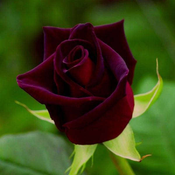 Роза симпатия (sympathie) — описание сорта