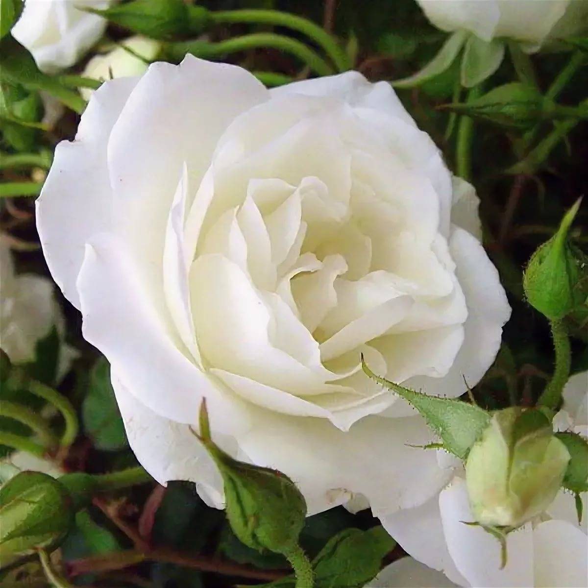 Шикарная красавица – роза грандифлора. сорта, отличия от других видов, советы по выращиванию и использованию