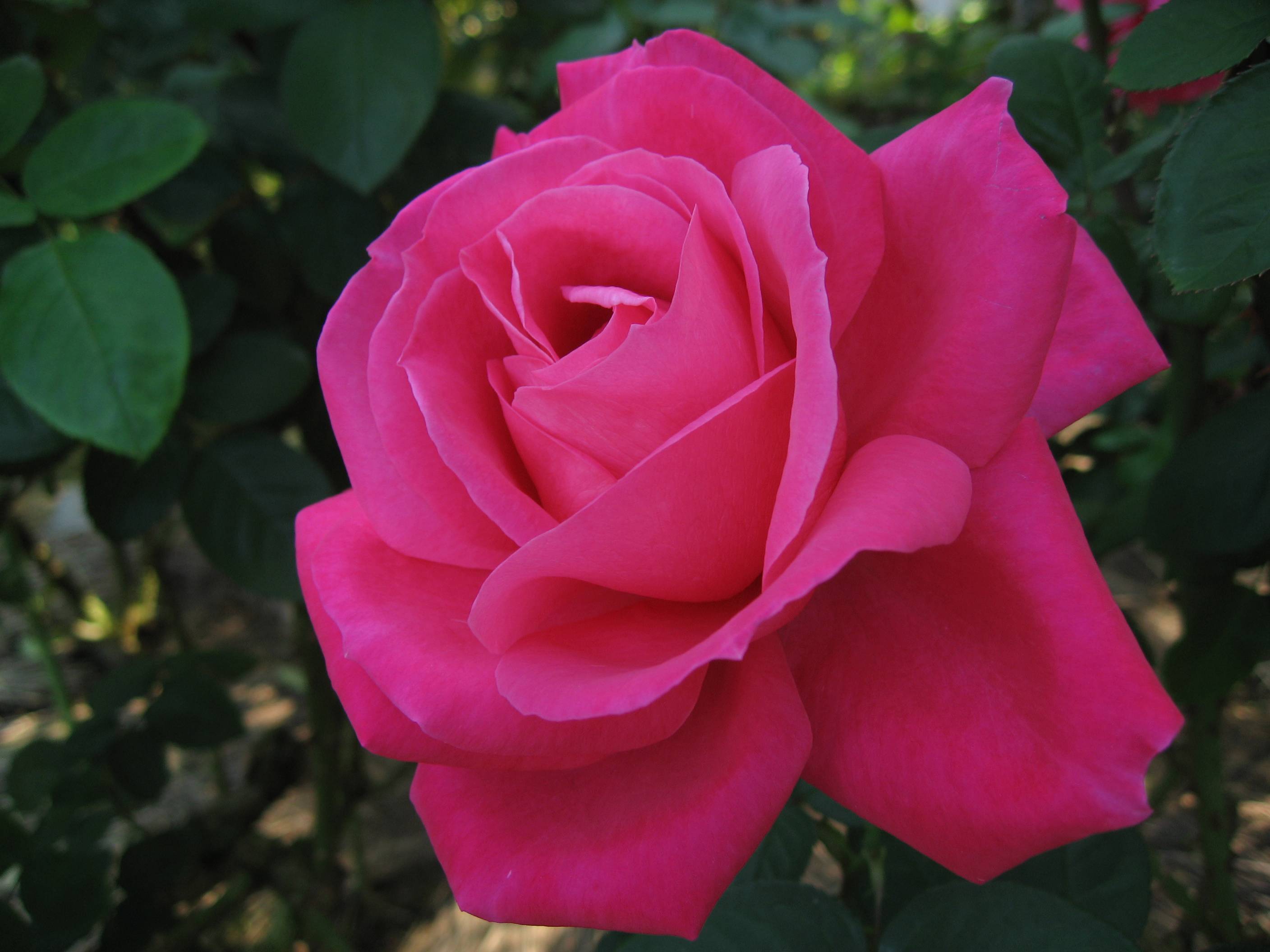 Чайно-гибридные розы: посадка и уход, сорта, фото, видео