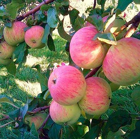 Яблоня спартан: описание и характеристика сорта, выращивание и уход с фото