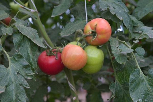 Описание сорта томата Весна севера, его выращивание и урожайность