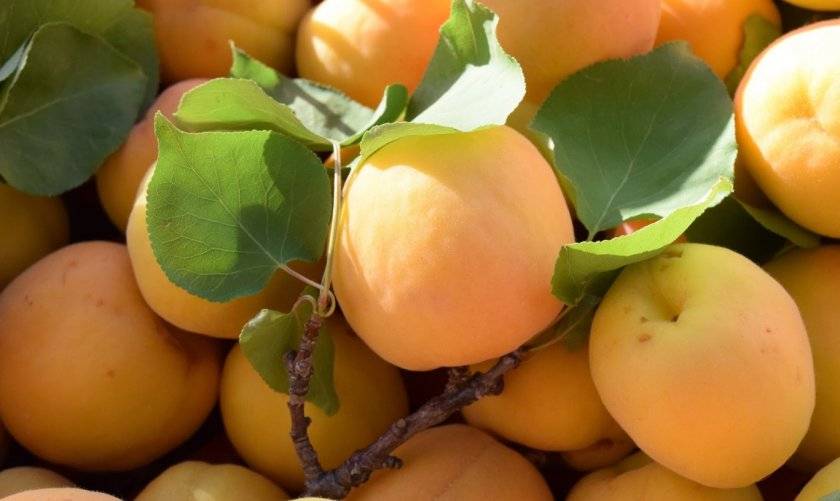 Описание абрикоса сорта лель: характеристики, фото, отзывы садоводов