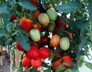 Великосветский: описание сорта томата, характеристики помидоров, посев