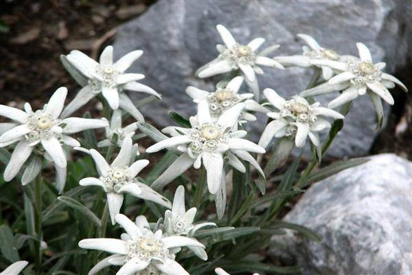 Цветок эдельвейс: популярные виды, посадка и уход