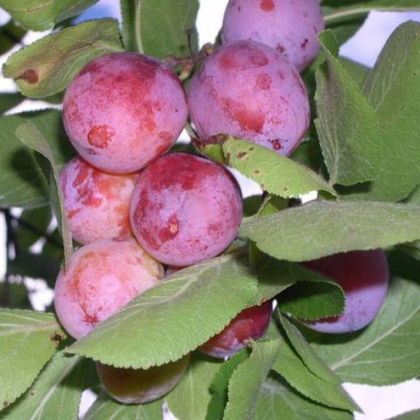 Сливово-вишневый гибрид майнер посадка и уход. как вырастить сливово-вишневый гибрид