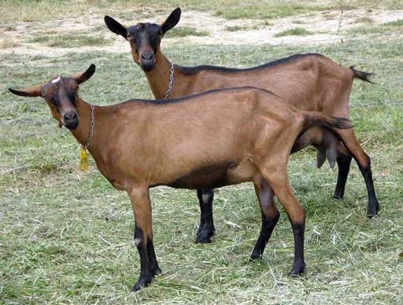 Альпийские козы: особенности породы и условия содержания