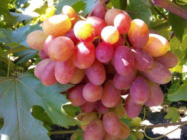 Описание сорта розового винограда дубовский
