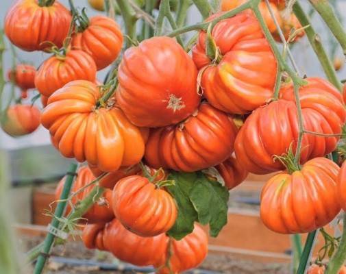 Томат таня ф1. происхождение сорта помидора «таня ф1»