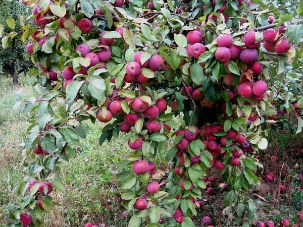 Яблоня флорина – краснощекая королева сада