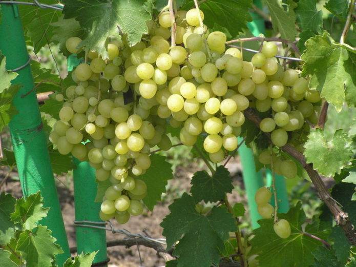 Виноград галахад: описание сорта, отзывы