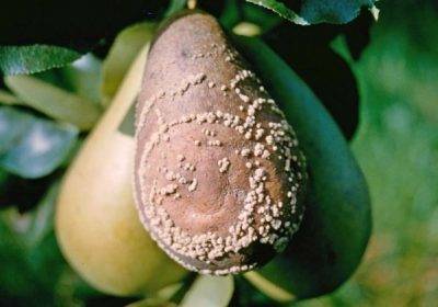 Лечение болезней и борьба с вредителями персика