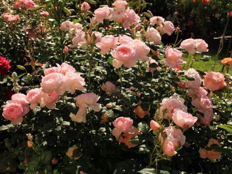 Английские розы дэвида остина: особенности ухода и условия выращивания, обзор и фотогалерея сортов