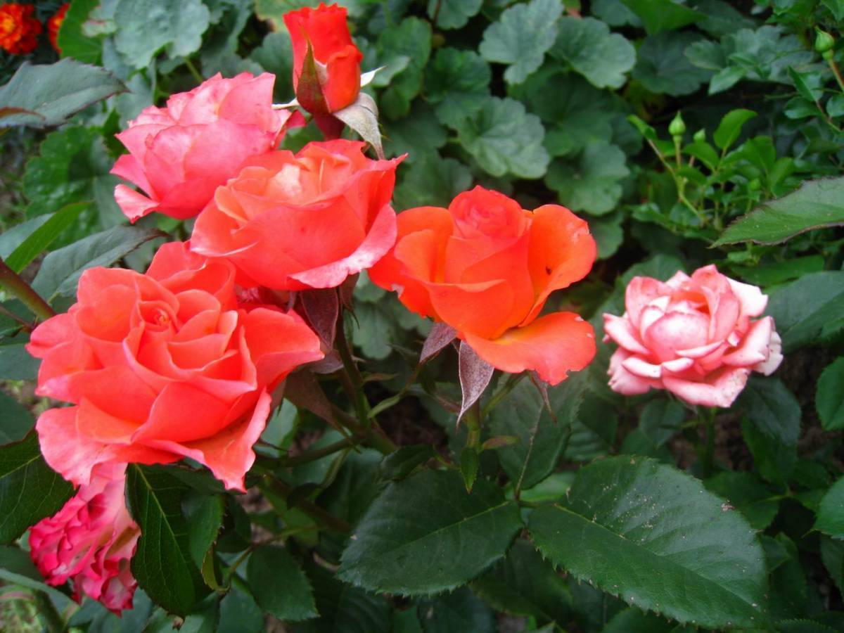 Топ-9 самых красивых бордюрных роз