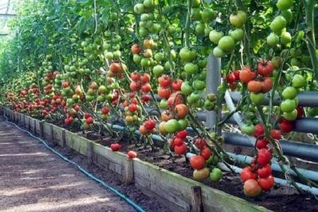 Как нужно сажать и выращивать помидоры без полива