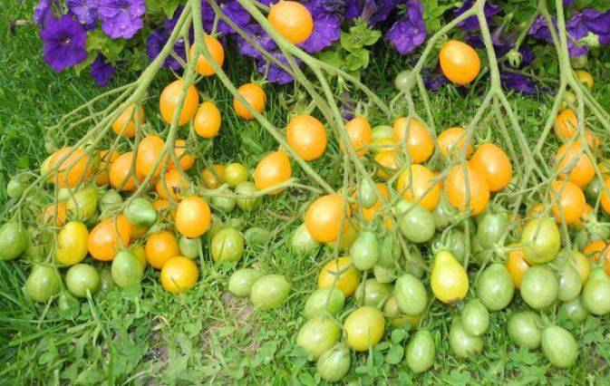 Выращивание томата подарочный