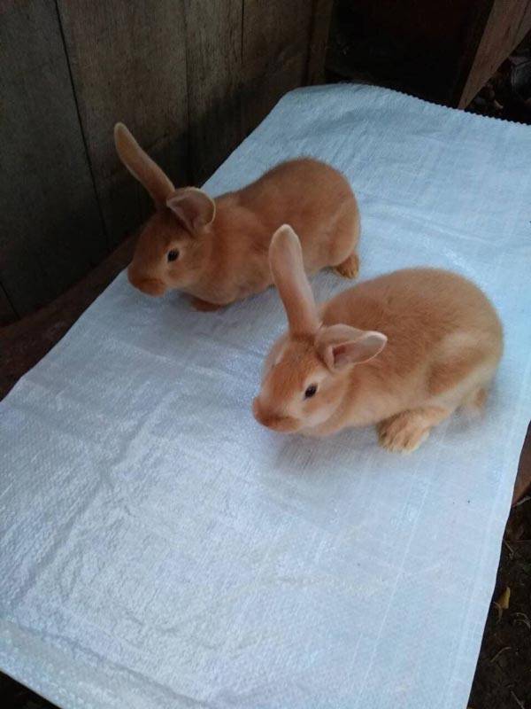 Инструкция по спариванию кроликов: правила разведения