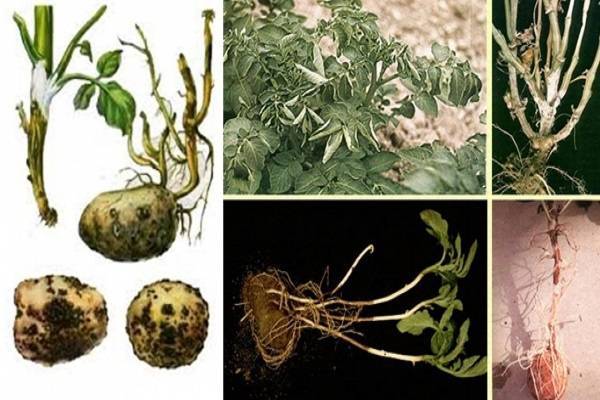 Черная парша (ризоктониоз) картофеля: причины и методы борьбы с ней