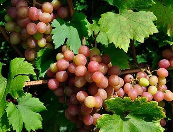 Уникальный розовый сорт винограда анжелика: описание, характеристики, тонкости выращивания