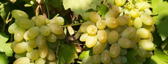 Описание и характеристики плодового винограда сорта Гарольд и история создания
