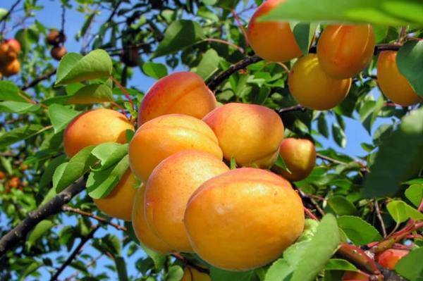 Многообразие сортов абрикоса для разных регионов