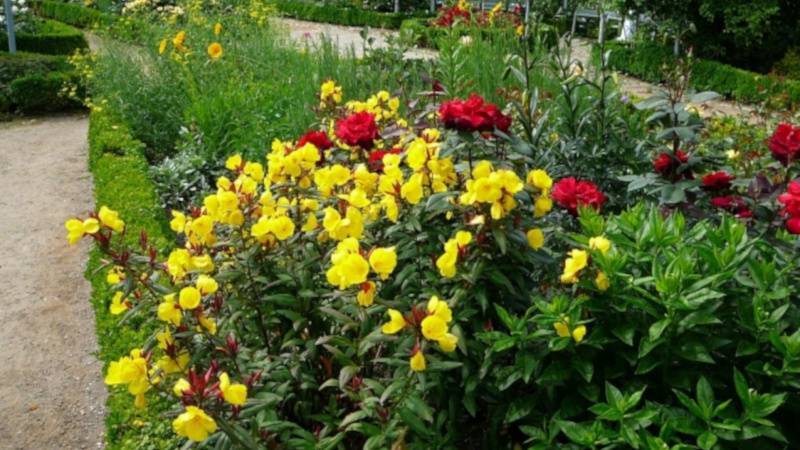 Лапчатка кустарниковая – выращивание и уход