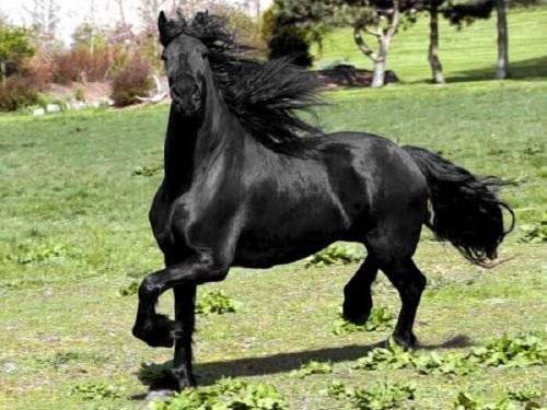 Андалузская порода лошадей