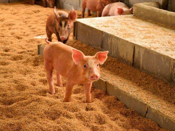 Вес вьетнамской свиньи в 6 месяцев и факторы, влияющие на набор массы