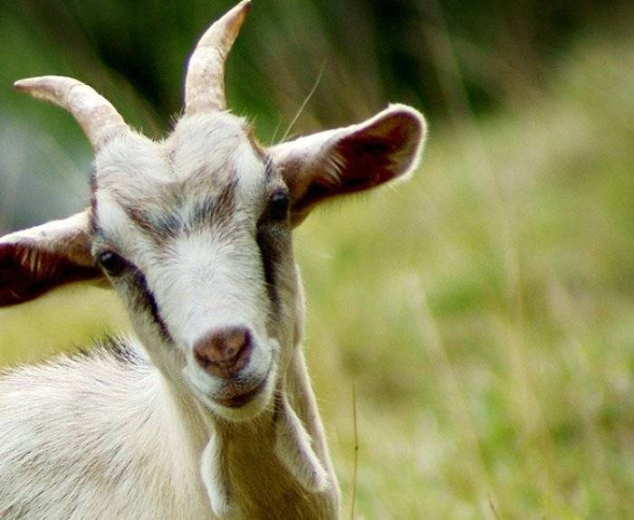 Причины появления мастита у коз, первые симптомы, методы лечения народными средствами