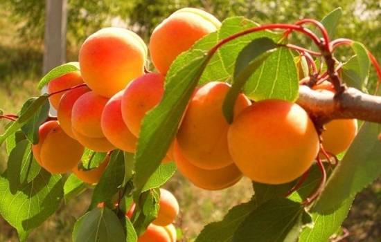Триумф северный: сорт абрикоса для средней полосы россии