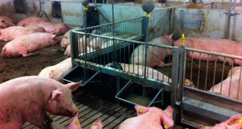 Поилки для свиней: особенности, виды и правила установки