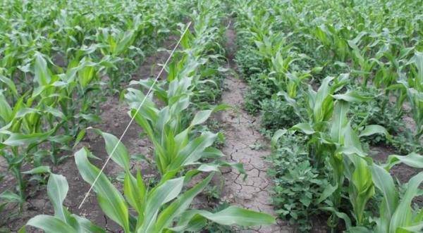 Применение гербицидов при выращивании кукурузы