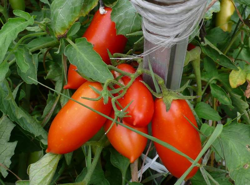 Характеристика и описание сорта томата Каспар, его урожайность