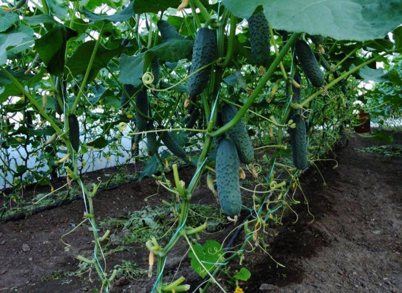 Как вырастить вкусные огурцы – раскрываем секреты опытных огородников
