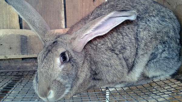 Кролик серый великан: характеристика породы и разведение