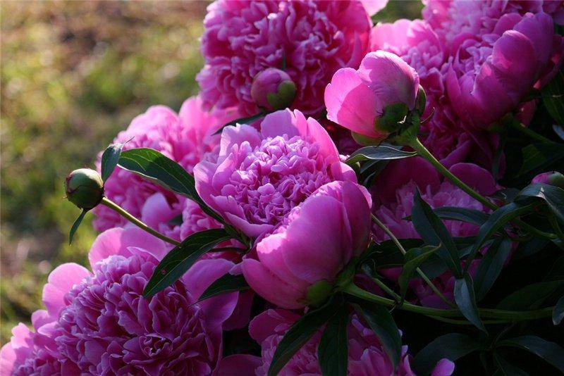 Пион — «императорский цветок»: как посадить и вырастить многолетник с безупречной красотой