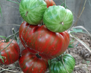 Яркое и вкусное украшение грядок — томат «клюква в сахаре»