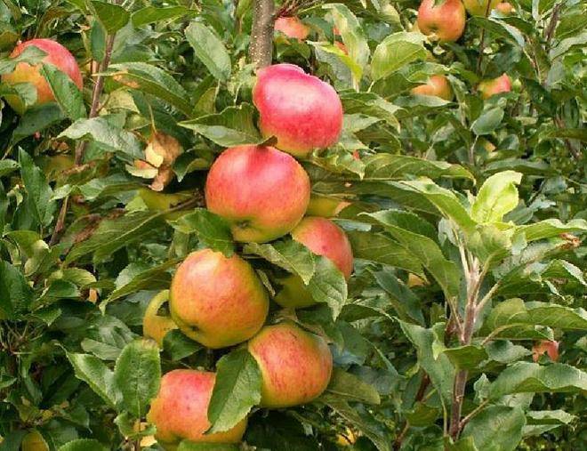 Различные летние сорта яблонь