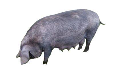Порода свиньи «красная белопоясая»: особенности разведения и выращивания