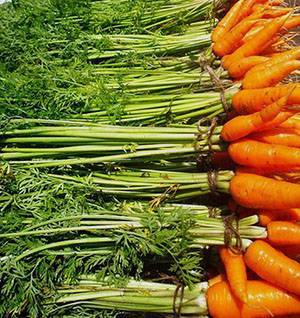 Любимица отечественных овощеводов — морковь витаминная 6. подробная характеристика и особенности выращивания