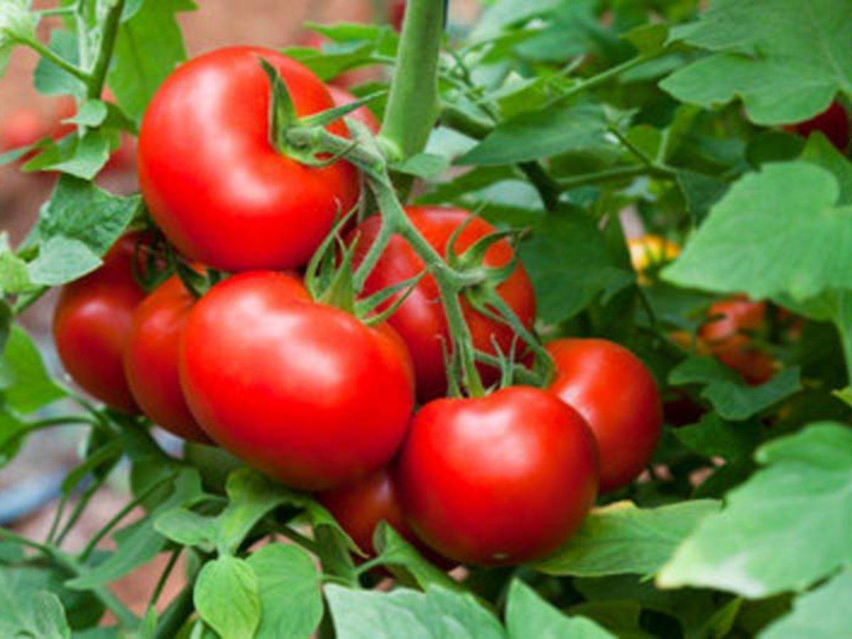 Томат москвич: 7 особенностей и 12 советов по выращиванию и уходу