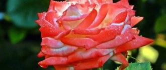 «глория дей» — самая знаменитая роза хх века
