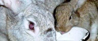 Кормящая крольчиха перестала есть. почему кролик стал пассивным (вялым) – не ест, не пьет, не играет? основные причины отсутствия аппетита у кроликов