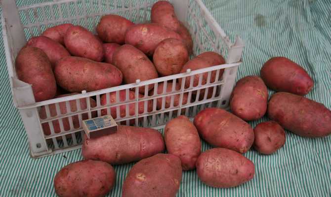 Картошка ред скарлет — описание и время созревания