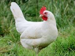 Описание мясо-яичных пород кур: адлерская серебристая