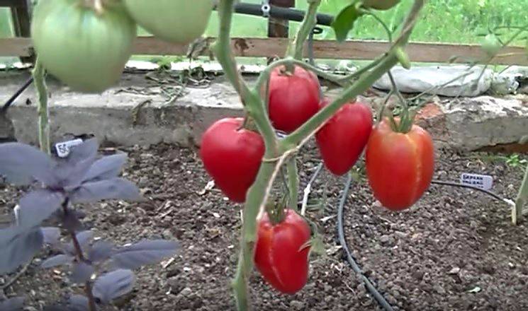 Описание малоизвестного сибирского сорта томатов с хорошей урожайностью — «​лентяйка»