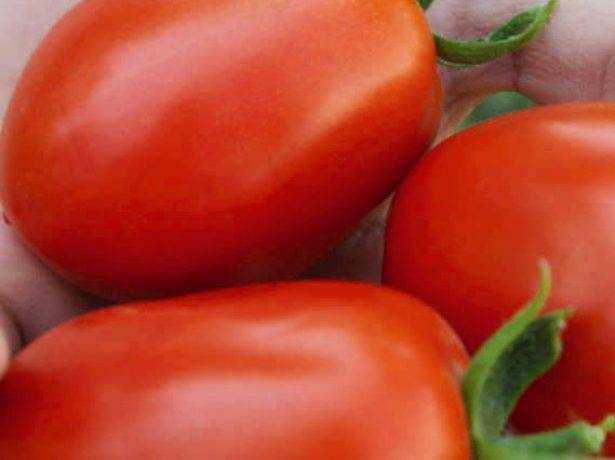 Характеристика и описание сорта томата Сибирское чудо, его урожайность