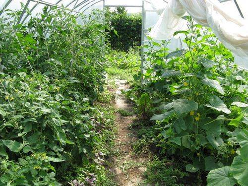 Выращивание огурцов в теплице для начинающих — как вырастить правильно