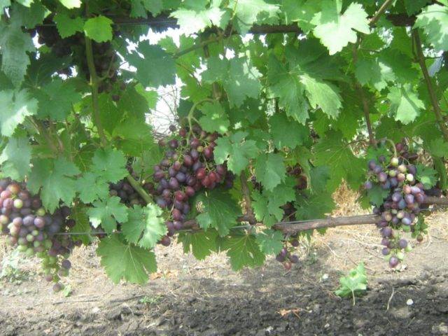 Обзор сорта винограда краса никополя
