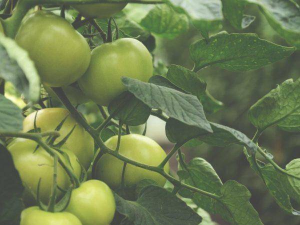 Томат штамбовый крупноплодный — описание сорта, фото, урожайность и отзывы садоводов